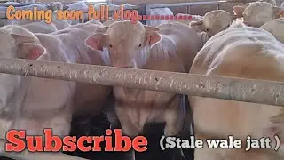 Italy Viral farm 