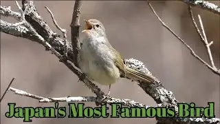 Japan&rsquo;s Most Famous Birdsong? Listen to the Japanese Bush Warbler😍