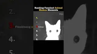 Ranking funniest animal moments