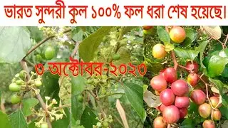 ভারত সুন্দরী কুল ১০০% ফল ধরা শেষ হয়েছে। ৩ অক্টোবর ২০২৩।।০১৭৩৫-৩৩৮১৭১।