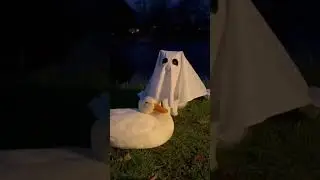 Ghost cat scares duck on Halloween 👻🦆 #funny #animals #viral