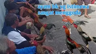 Minggu wage pasar pedan klaten penuh penghobi!!Pasar ayam bangkok terbesar dan terlengkap