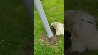 Just taking my dog out for a walk but a tiny bit more