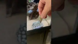 Feeding My Black Diamond Stingray