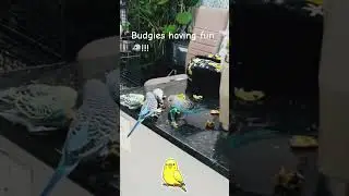 Budgies having fun!!!