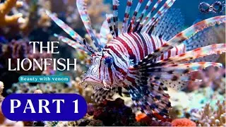 The Lionfish: Beauty with Venom (Pt.1) | Oceanframe [ASMR Documentary]
