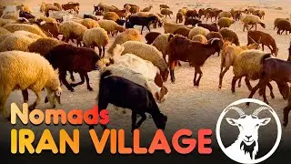 A Day with Iranian Nomads: Shepherding Goats and Sheep in the Wilderness 🏞🐑🌿