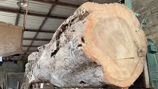 Hundreds of years old giant logs are full of challenges when sawed at the sawmill 