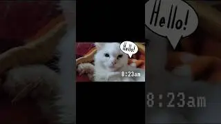 My first Mini Vlog | First Mini Vlog #catvlog #mini vlog #firstminivlog #catlife #shortvlog