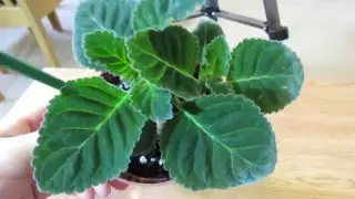 Gloxinia Growing Lots Of Healthy Leaves