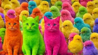 Tangkap Ayam Lucu, ayam warna warni, ayam rainbow, kelinci lucu, bebek lucu, ikan koi, Hewan Lucu