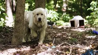 Operation Mayday Overview : Animal Rescue Corps