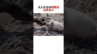 ペンギンの縄張り争いは怖いものでした。