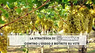 La strategia Manica contro Oidio e Botrite su vite