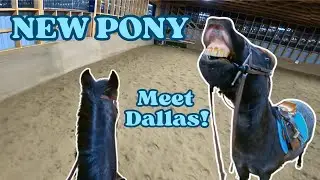 RIDING A NEW PONY | Meet Dallas!