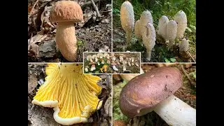 Pilze im September | 18.09.2020 | Artenvielfalt steigt | Sommersteinpilze mit Wachstumsschub