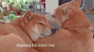 My dogs are in love ♥️