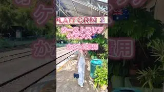 オーストラリア🇦🇺ケアンズ旅行のかかった費用をご紹介🐨初めて行ったけど、めっちゃ楽しかったよ🌟#ケアンズ #オーストラリア #海外旅行 #australia #cairns #shorts