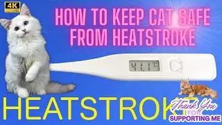 How to Keep Cat Safe from Heatstroke - Vet Explain
