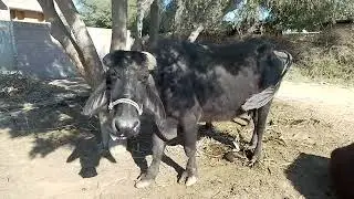 Angry buffalo