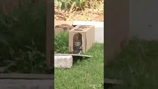 Again squirrel...eating laddoo...