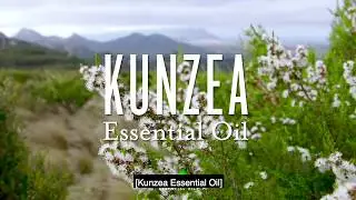 Introducing Kunzea Essential Oil