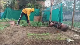 Gobi Ke Phodhe Mai Pani Diye 