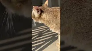 Mother cat calling kittens sound #kitten #orangekitten #cat #kittensmeowing
