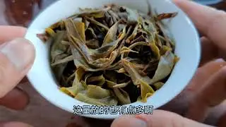普洱文去布朗山喝茶，喝一泡苦茶苦一下午？原来苦茶古树长这样！