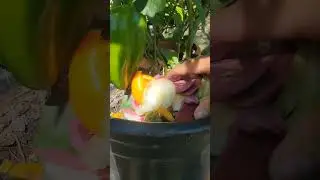Applying fertilizer made from scrap vegetables @ Wide Open Transit Farm