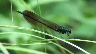 River Jewelwing Damselfly (Calopterygidae: Calopteryx aequabilis) Male on Sedge