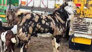 Rajasthan ki sabse badi tonk bakra mandi tonk goat market live update 4.2.2026 #tonkgoatmarket #tonk