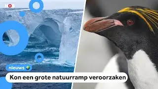 Grootste ijsberg ter wereld vastgelopen: pingu&iuml;ns niet meer in gevaar