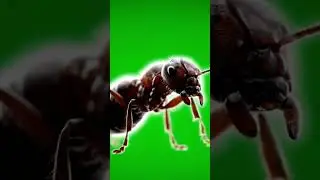 Ant Green Screen | Walking Ant Animation | 4K Chroma Key Insect