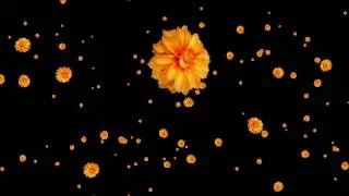 Yellow Flowers Falling Footage