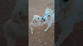 Dog&rsquo;s Reaction Will Melt Your Heart 🥹💖#shotsvideo #trending #funny
