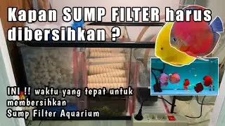 Cara merawat SUMP FILTER Aquarium ⁉️ Discus Fish