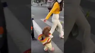 This was our favorite video of the week - totally fun and funny!  #animal, #pet, #fun, #dog