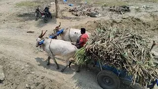 New Young Bullock Cart Fully Loading Pulling | Indian Bullock Cart