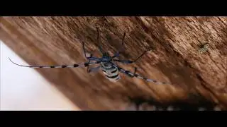 Nature Without Borders (English) - trailer