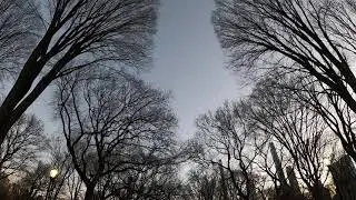 Poet's Walk in Central Park