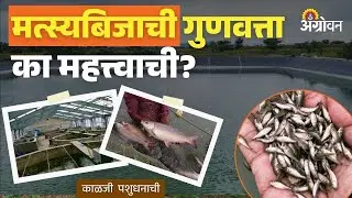 Fish Seed Quality: यशस्वी मत्स्यपालनासाठी मत्स्यबीजाची गुणवत्ता आणि वाहतूक महत्त्वाची | Agrowon