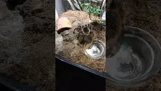 Clever girl (Lasiodora parahybana)