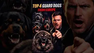 Топ-4 сторожевых собак из Европы, с которыми лучше не связываться 🐕⚠️ #безопасностьсобак #стороже...