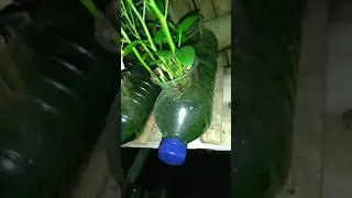 hidroponik statis media daur ulang