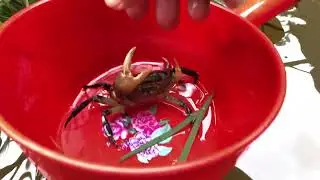 Best of a strong crab protected self from human attack | Small farm in countryside of Cambodia