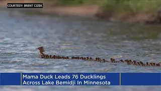 Bemidji Photographer Snaps Photo Of Mama Duck With 76 Babies