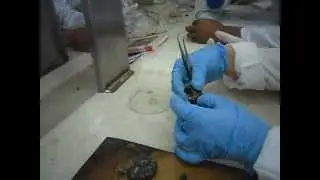 Clase Gaster&oacute;podos