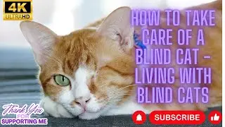 How to Take Care of a Blind cat - Living with Blind Cats