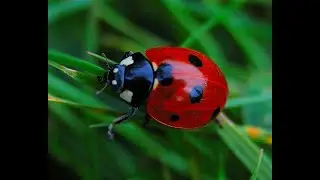 What does it represent if a ladybug lands on you?